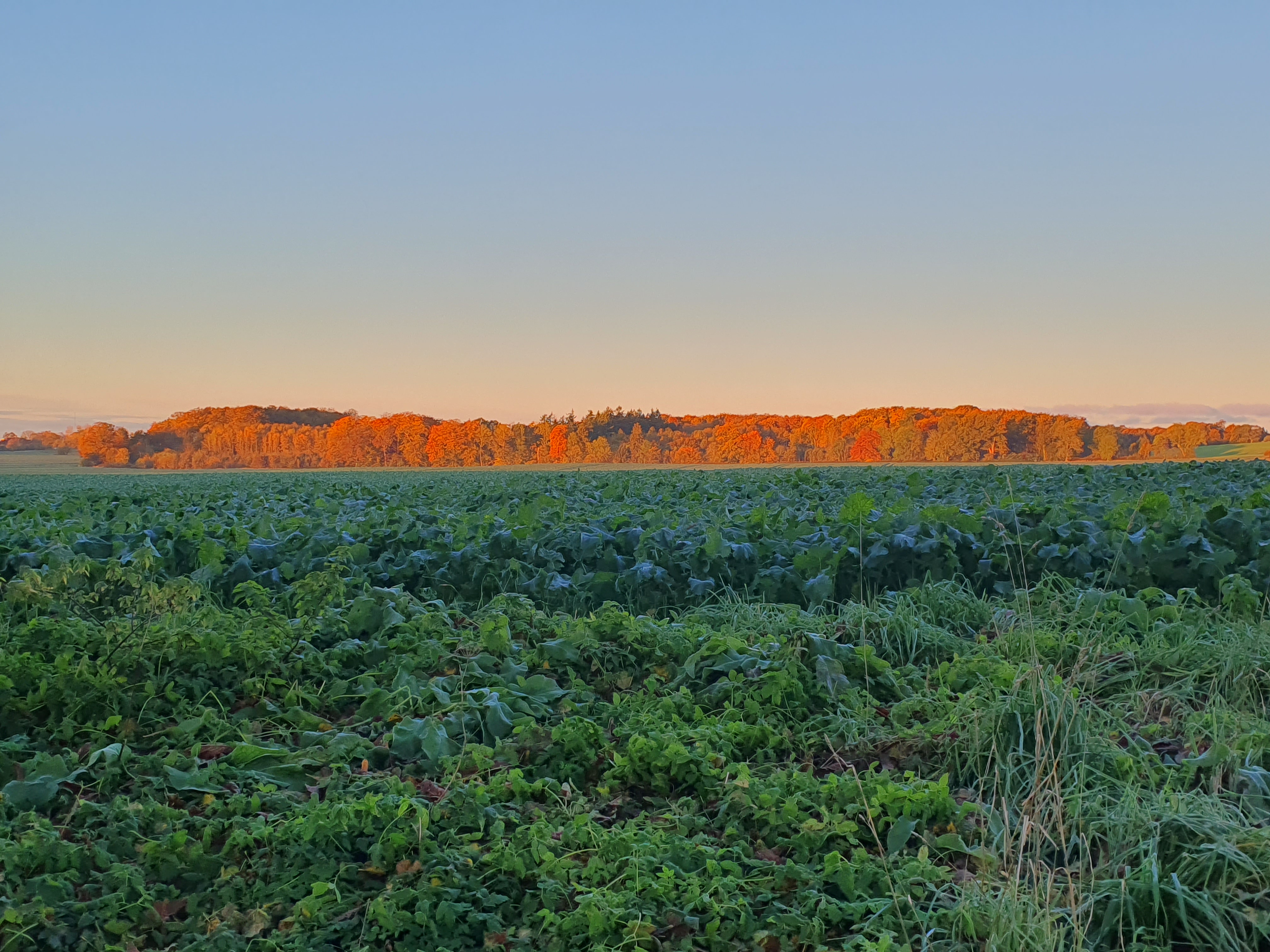 <h1>Om Hørbygaard</h1>